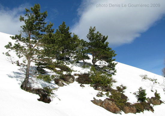 sapins neige canigou