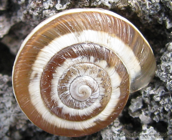 macro snail shell