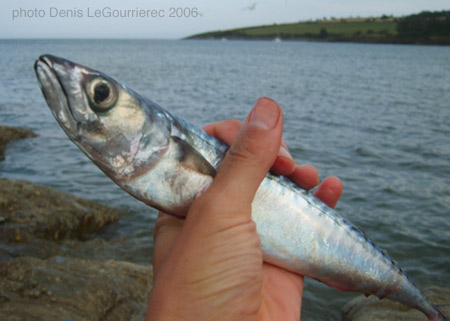 mackerel