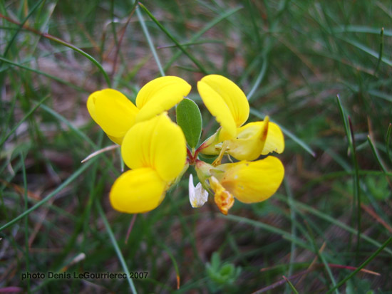 flower macro