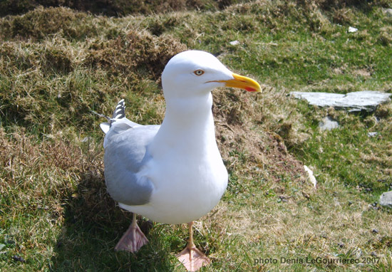 goeland