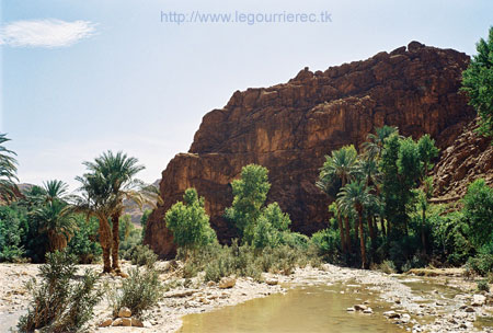 todra gorges palm trees