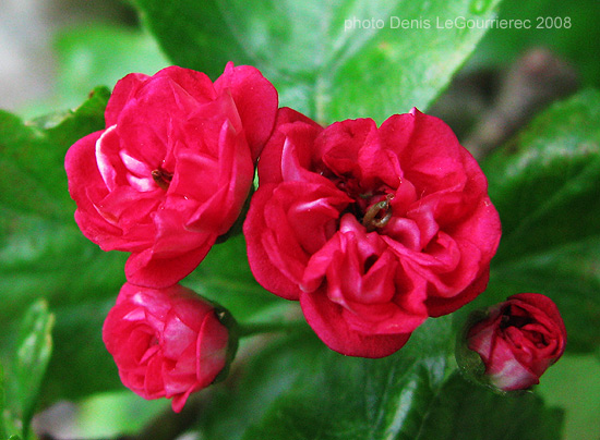 red rose flowers. red rose flower