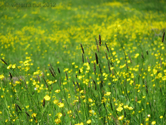 yellow flowers in meadow