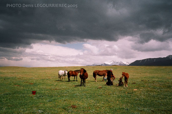 jailoos horses kyrgyzstan