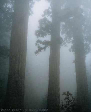 Sequoia National Park