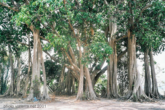 ruili china banyan tree