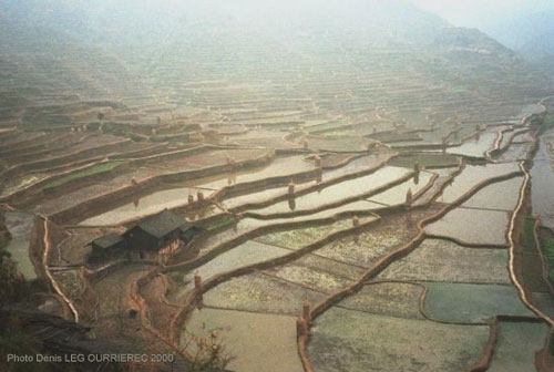 rice terrasses
