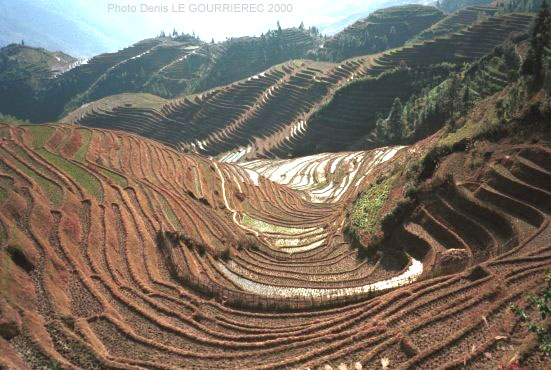 rice field