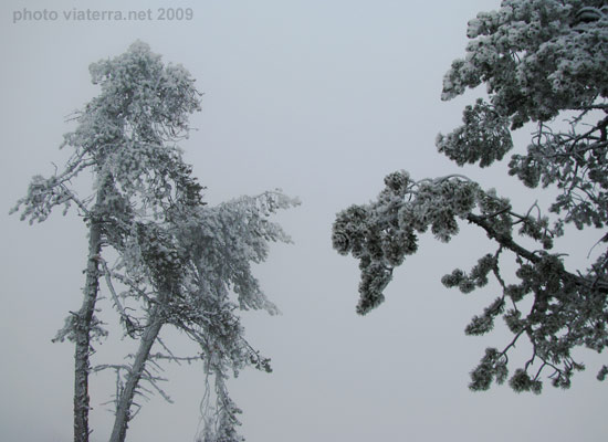 arbres sous la neige font romeu
