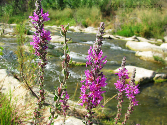 rivière agly fleurs