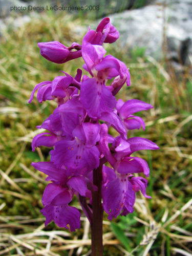 burren flower orchid