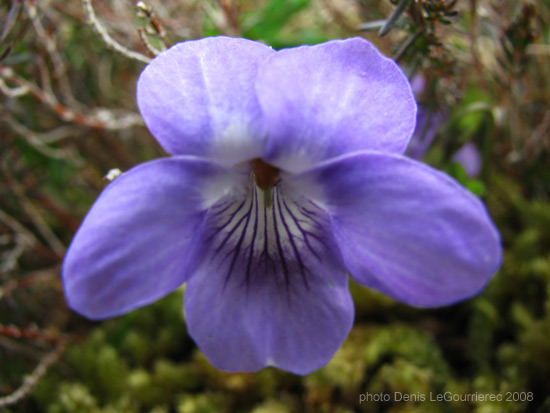 burren flower violet