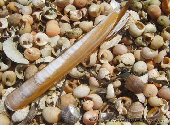 snail shell macro