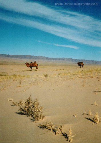 camels gobi desert mongolia