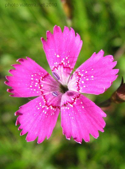pyrenees flower  maiden pink