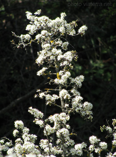 hawthorn aubepine flowers