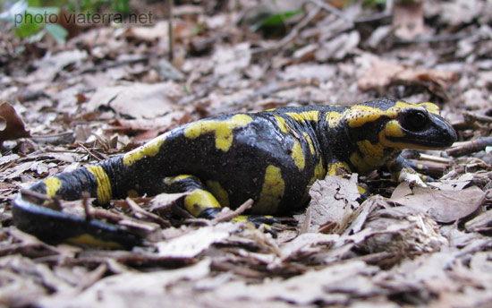 salamander black and yellow