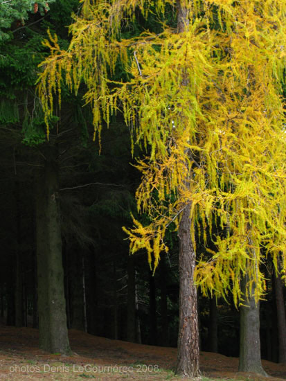 pine tree yellow autumn montseny national park