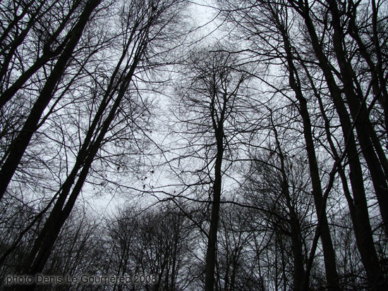 winter trees silhouettes