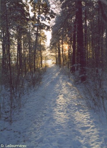 snowy footpath