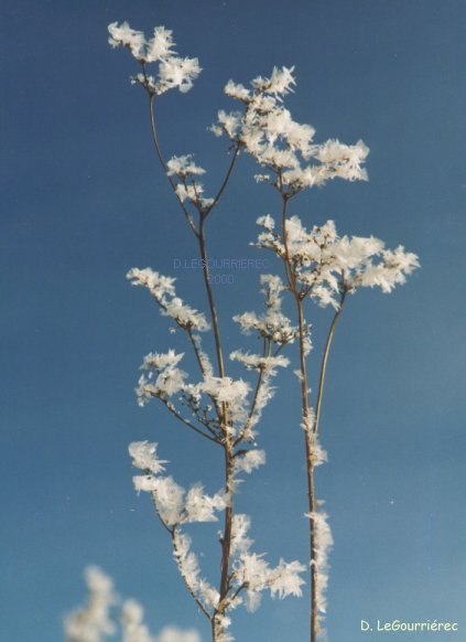 frost flower