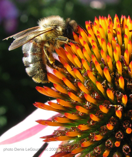 abeille bee