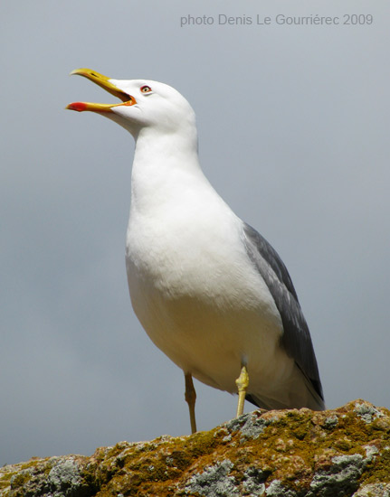 goeland seagull
