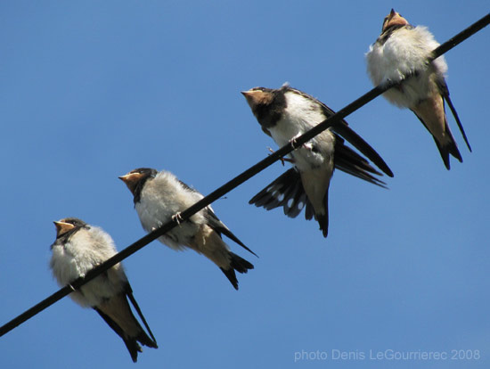 swallows hirondelles