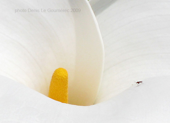 arum flower and insect