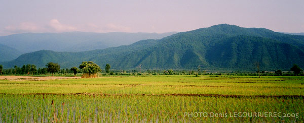 rice fields iran