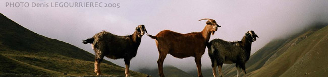kyrgyz goats