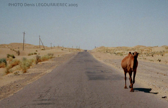 Karakum desert