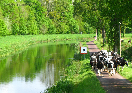 canal nantes brest vaches