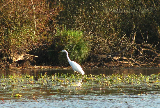 lac de grandlieu aigrette