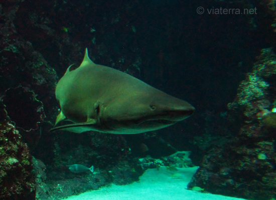 requin aquarium oceanopolis brest