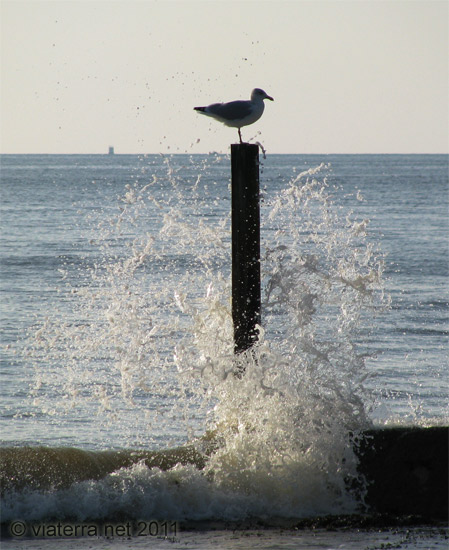 bernerie en retz goeland