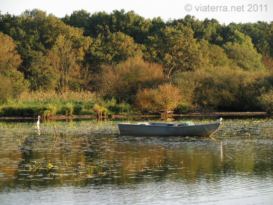 automne lac de grandlieu