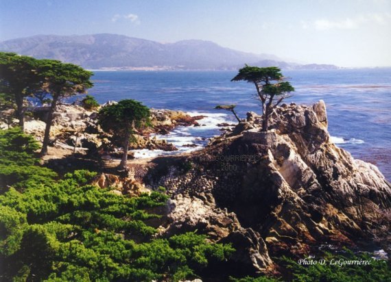 Lone Cypress