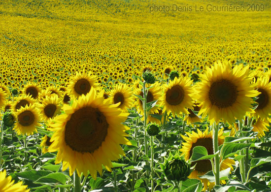 sunflower field in france  provence