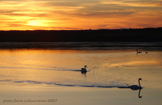 swans sunset