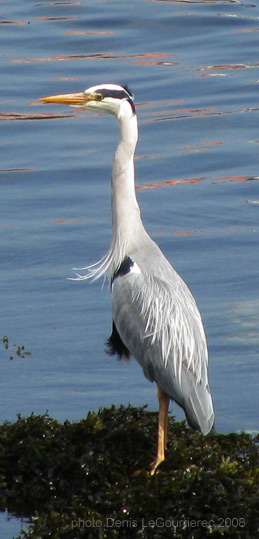 heron galway