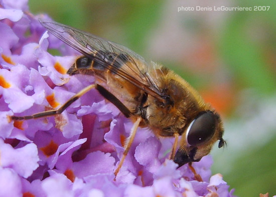 hoverfly close up