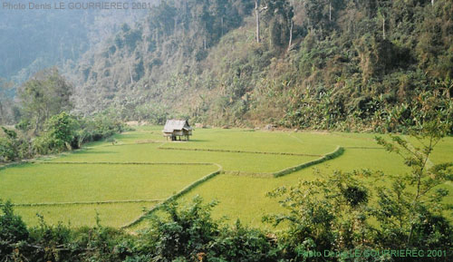 laos rice field