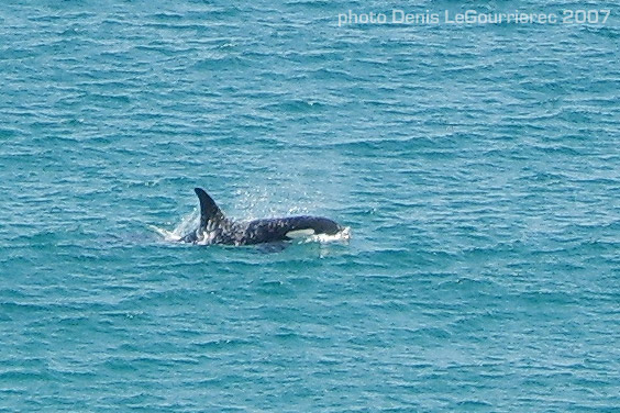 orca killer whale spain