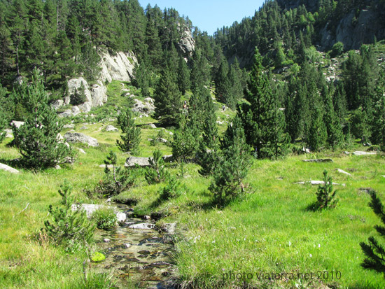 mountain stream meadow