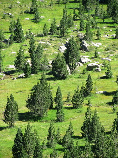 pine trees meadow pyrenees