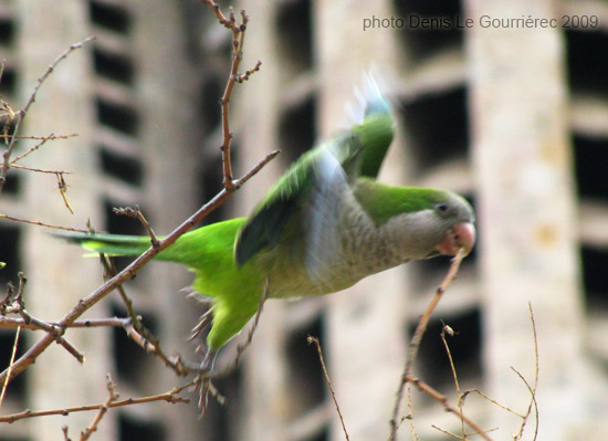 barcelona monk parakeet