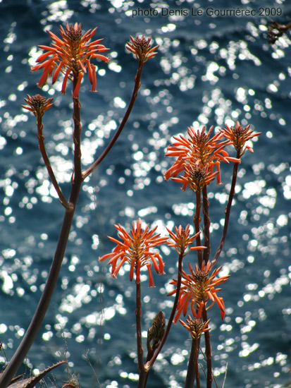 flowers against sea background