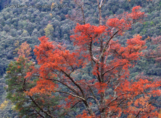 autumn colours tree montseny